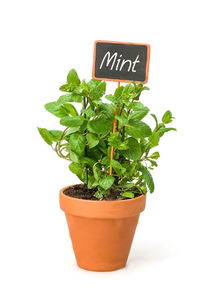 新房懒人绿植_新房绿植推荐--第1张