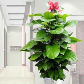 懒人绿植搬家打包_搬家植物怎么打包--第1张