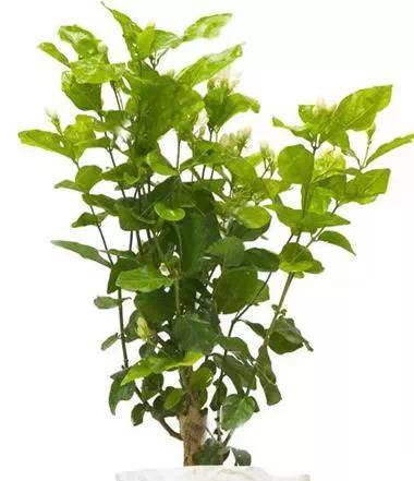 懒人绿植高_懒人植物--第1张