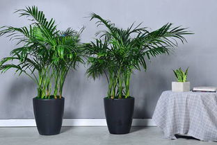 绿植户外懒人_户外绿植养护方案--第1张