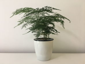 懒人绿植推荐_懒人绿植推荐品种--第1张