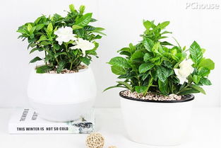 懒人过冬绿植_懒人过冬绿植怎么养--第1张