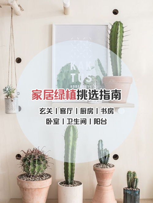 喜阴懒人绿植_喜阴绿植花卉--第1张