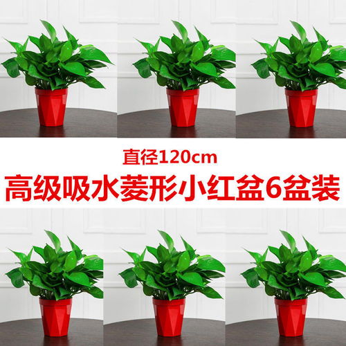 吸甲醛绿植懒人_吸甲醛的绿植--第1张