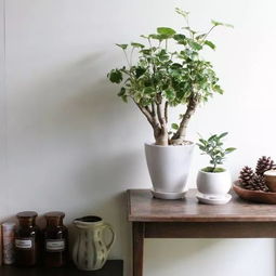 客厅懒人绿植盆栽_适合客厅养的盆栽花--第1张