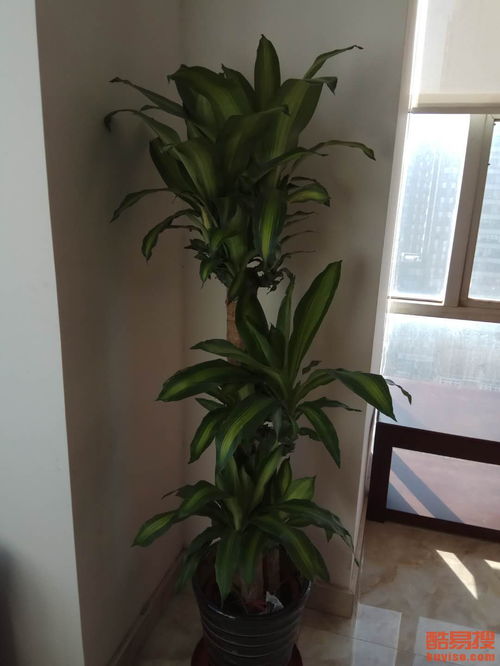 懒人绿植耐晒_耐晒的绿植花卉大全--第1张