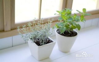 懒人盆栽绿植推荐_懒人盆栽适合用养哪些花--第1张
