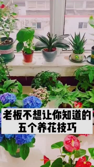 懒人花园绿植有哪些_继续搜索懒人花卉--第1张