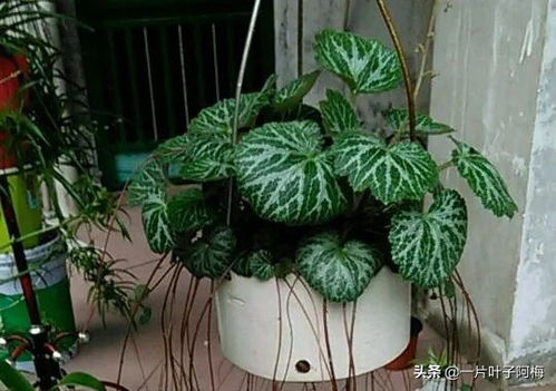 耐阴懒人绿植_耐阴的绿化植物--第1张