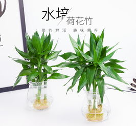 室内水培懒人绿植_室内水培绿植大全--第1张