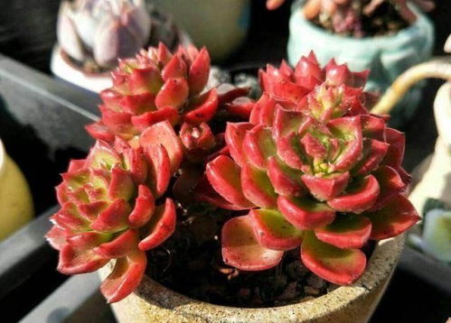 绿植懒人盆自营_懒人盆养花的注意事项--第1张