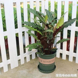 懒人绿植耐阴_耐阴的绿化植物--第1张