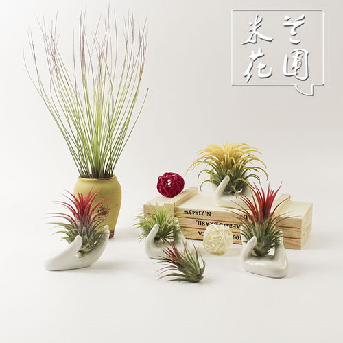 懒人绿植布置_懒人植物盆栽有哪些--第1张