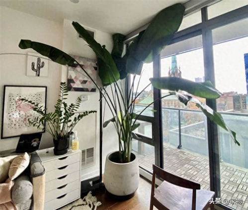 客厅绿植懒人绿植好吗_客厅绿植好养活--第1张