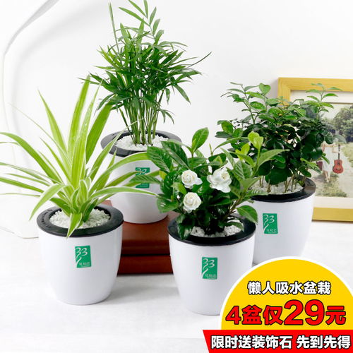 懒人绿植怎么弄_懒人植物花卉--第1张