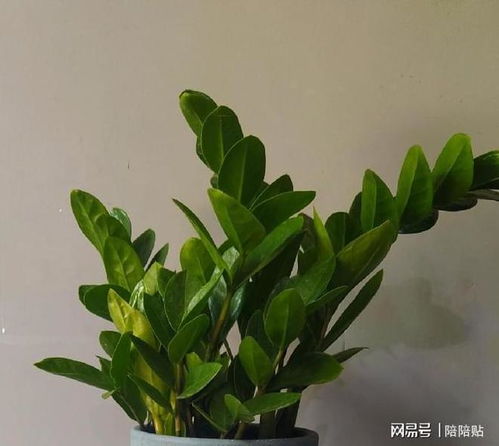 神仙懒人绿植_怎么用手机测量手指长度--第1张