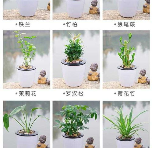 绿植花卉懒人_懒人植物--第1张