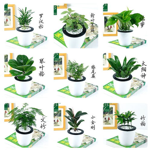 客厅懒人绿植盆栽图片_懒人客厅设计--第1张