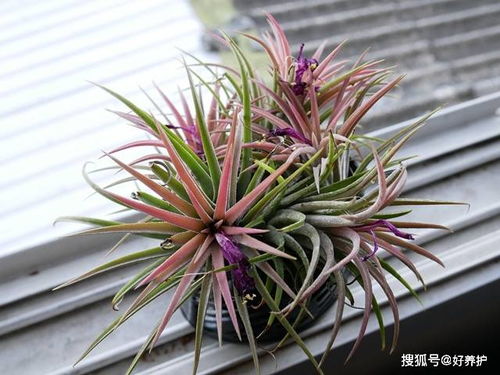 懒人绿植好养活不_懒人绿植好养活不--第1张