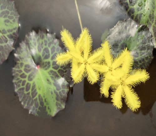 懒人绿植养_懒人室内绿植什么最好养--第1张