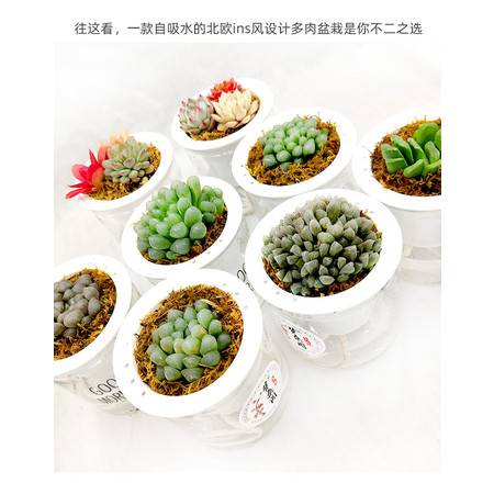 水盆懒人绿植_懒人水培花盆--第1张