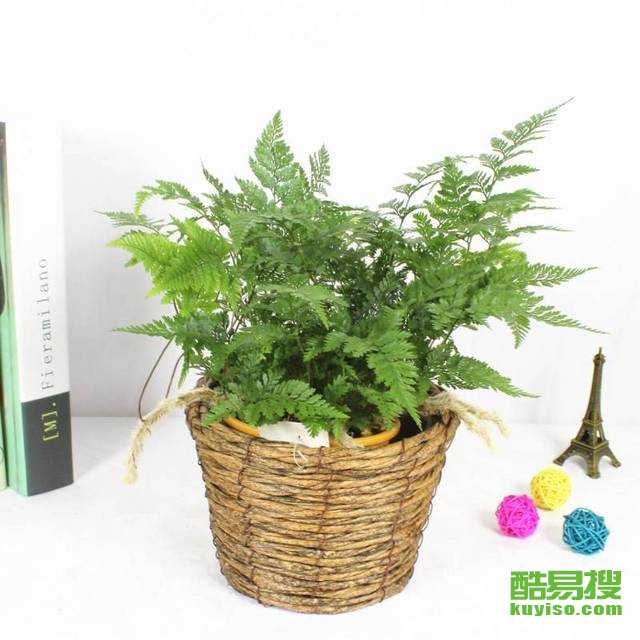 懒人开花户外绿植_懒人开花户外绿植图片--第1张