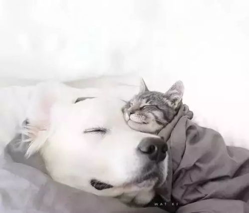 热播短剧蓄谋已久，乖兮兮奶狗疯缠免费在线观看_蓄谋已久免费阅读--第1张