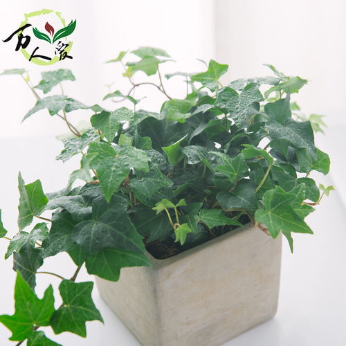 懒人适合什么绿植_适合懒人种植的花卉有哪些--第1张
