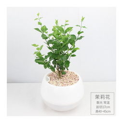 懒人小盆栽绿植_懒人花卉小盆栽--第1张