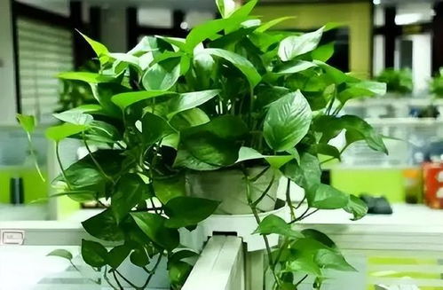 改善空气的懒人绿植_可以改善空气质量的植物--第1张
