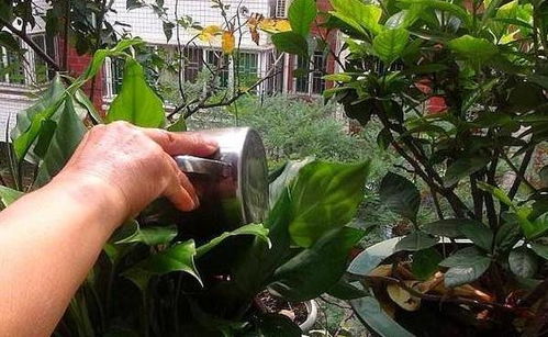 懒人绿植浇水视频_懒人养花浇水术--第1张