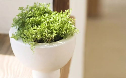 室内懒人绿植香味_室内养绿植那种最香--第1张