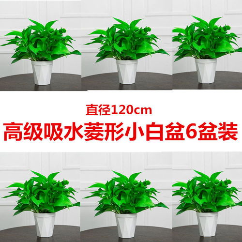 绿植除甲醛懒人_绿植除甲醛吗--第1张