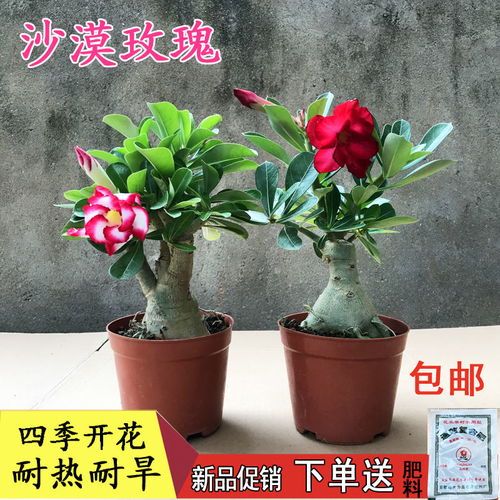 沙漠玖瑰懒人绿植迷你绿植_沙漠瑰玖花卉养殖方法--第1张