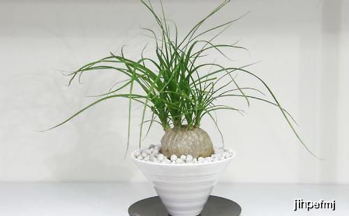 懒人客厅绿植摆件_客厅懒人植物--第1张