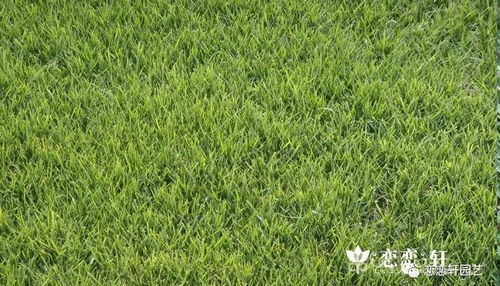 南方懒人露台绿植_南方露天庭院种植什么草皮--第1张