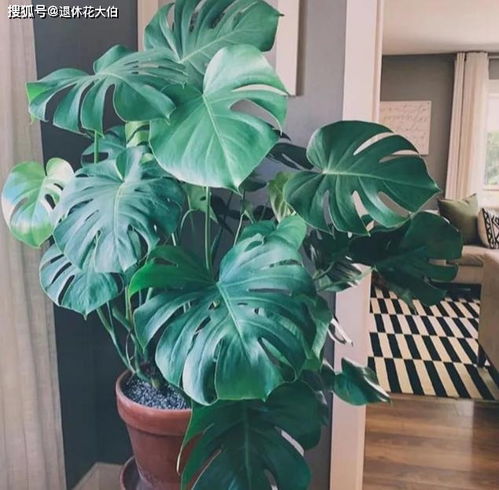大叶子懒人绿植_大叶子的植物有哪些,家里可以养--第1张