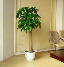 家居懒人绿植最全_家里懒人养的植物--第1张
