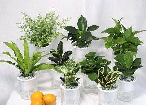 懒人绿植浇水法_懒人绿植浇水法是什么--第1张