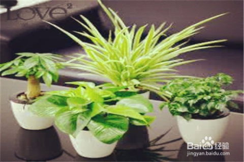 懒人绿植吸甲醛_什么绿植吸甲醛效果最好最快--第1张