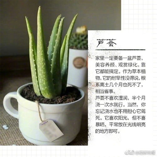 懒人耐看绿植图片_懒人适合种的植物--第1张