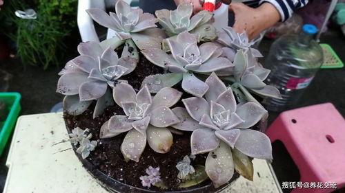 懒人花瓶绿植_懒人花盆的使用方法--第1张