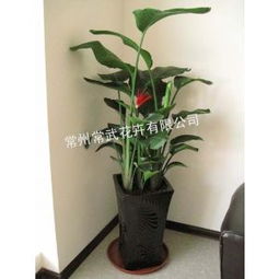 楚雄绿植盆栽懒人养护_楚雄花卉盆景批发基地--第1张