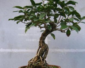 懒人绿植桂花_桂花怎么做盆景--第1张