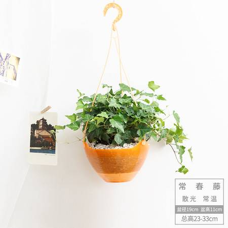 室内绿植懒人盆_室内绿植懒人盆景有哪些--第1张