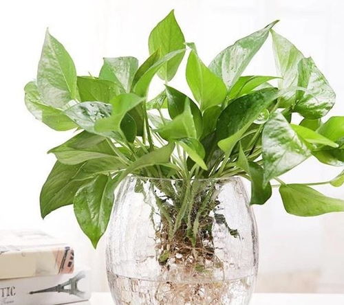 水培绿植懒人养_水培绿植推荐--第1张