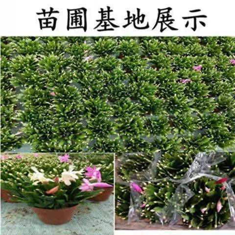 懒人养开花绿植_懒人适合养花--第1张