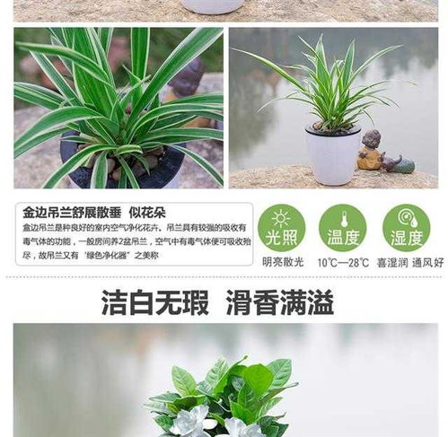 室内绿植懒人植物_室内绿植懒人植物有哪些--第1张