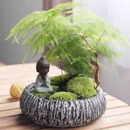 懒人绿植文竹_文竹植物怎么养--第1张