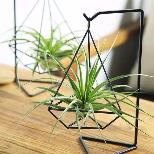 懒人绿植盆景_懒人绿植盆景图片--第1张